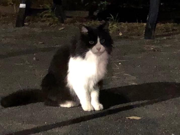 目撃された猫 目撃された猫