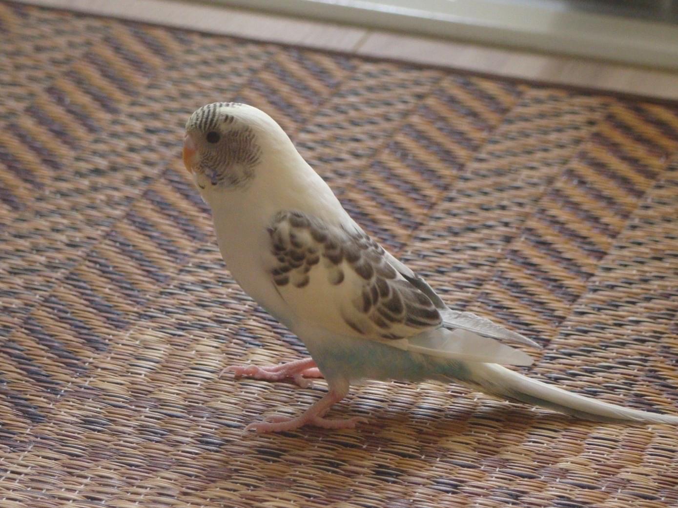 コットンちゃん コットンちゃん