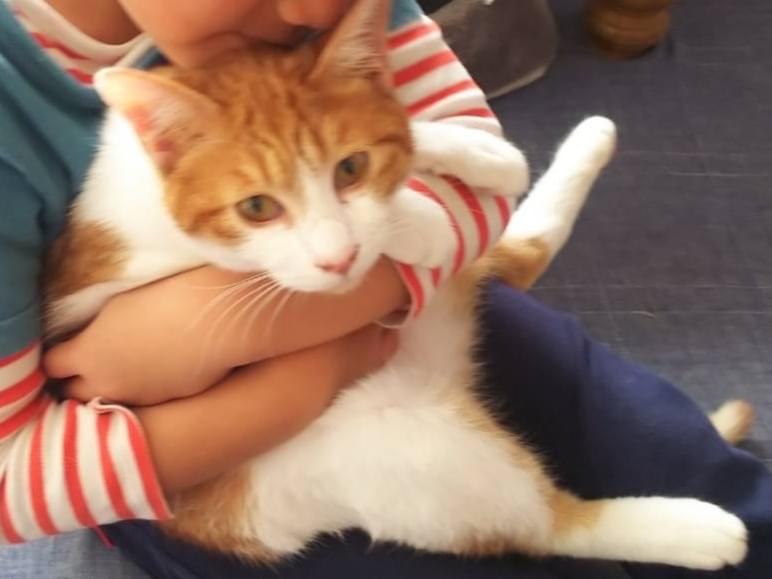 保護された猫 保護された猫