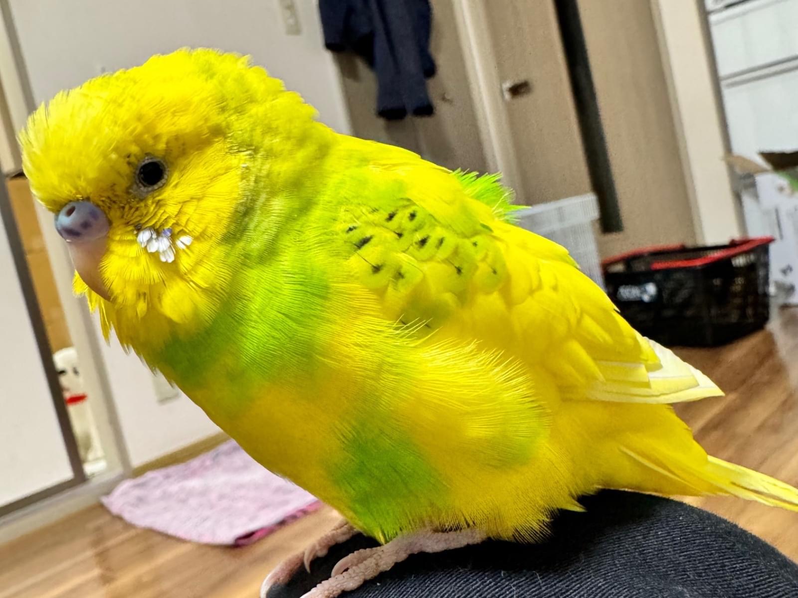 保護された鳥