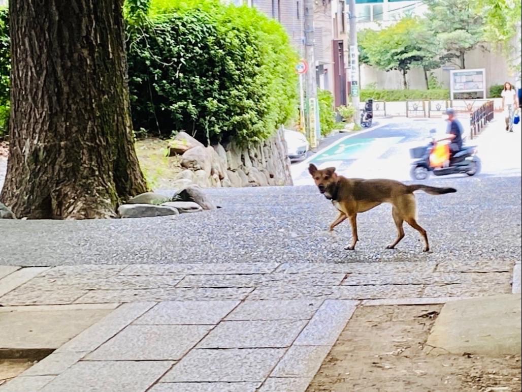 目撃された犬 目撃された犬