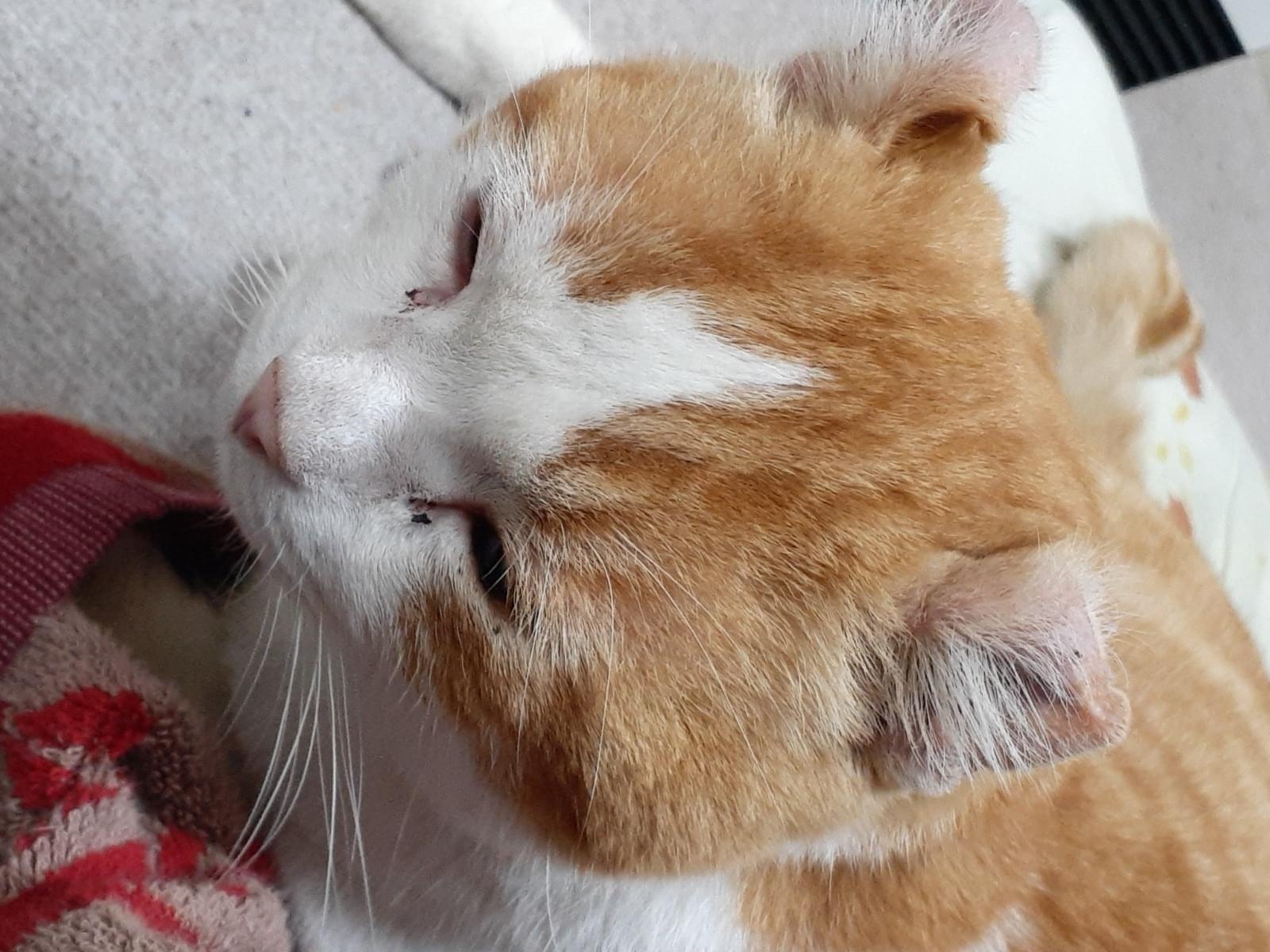 保護された猫 保護された猫