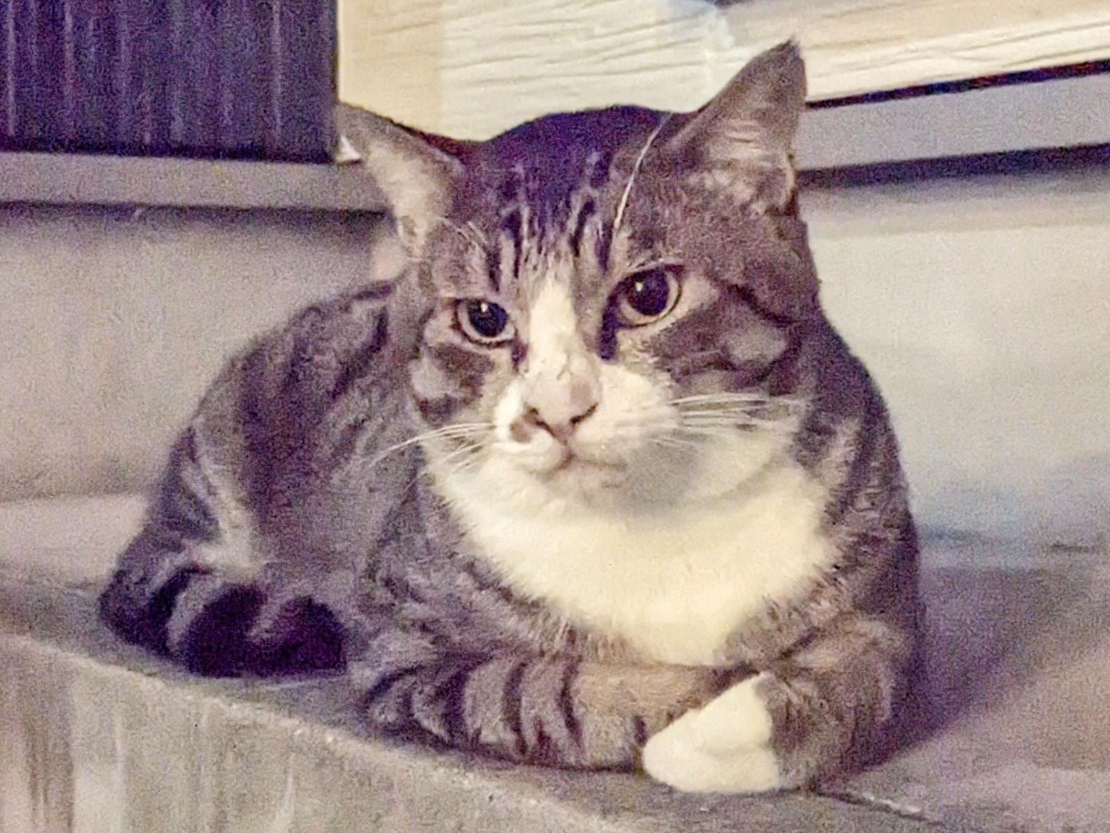 目撃された猫 目撃された猫