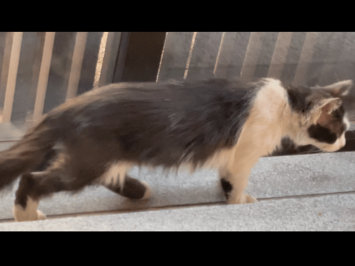 目撃された猫 目撃された猫