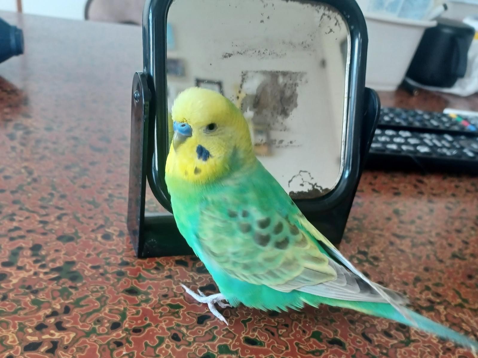 ピースちゃん ピースちゃん