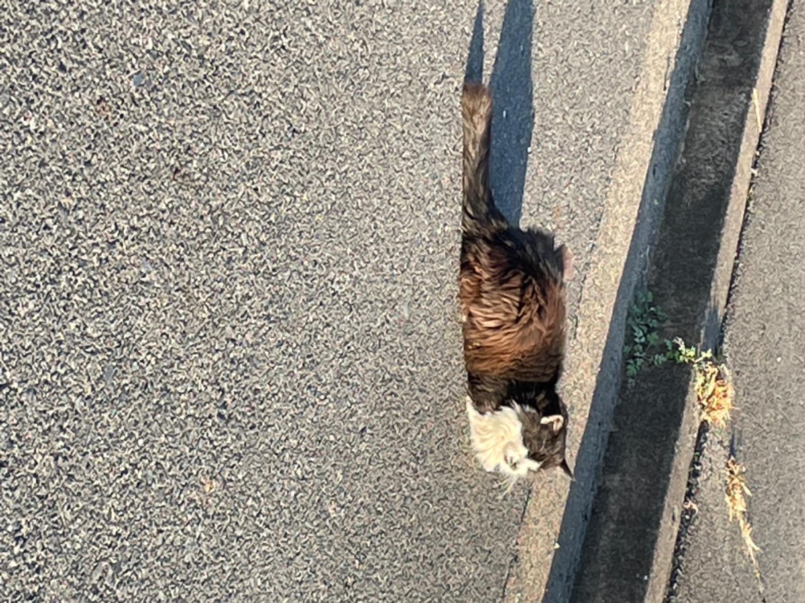 目撃された猫 目撃された猫