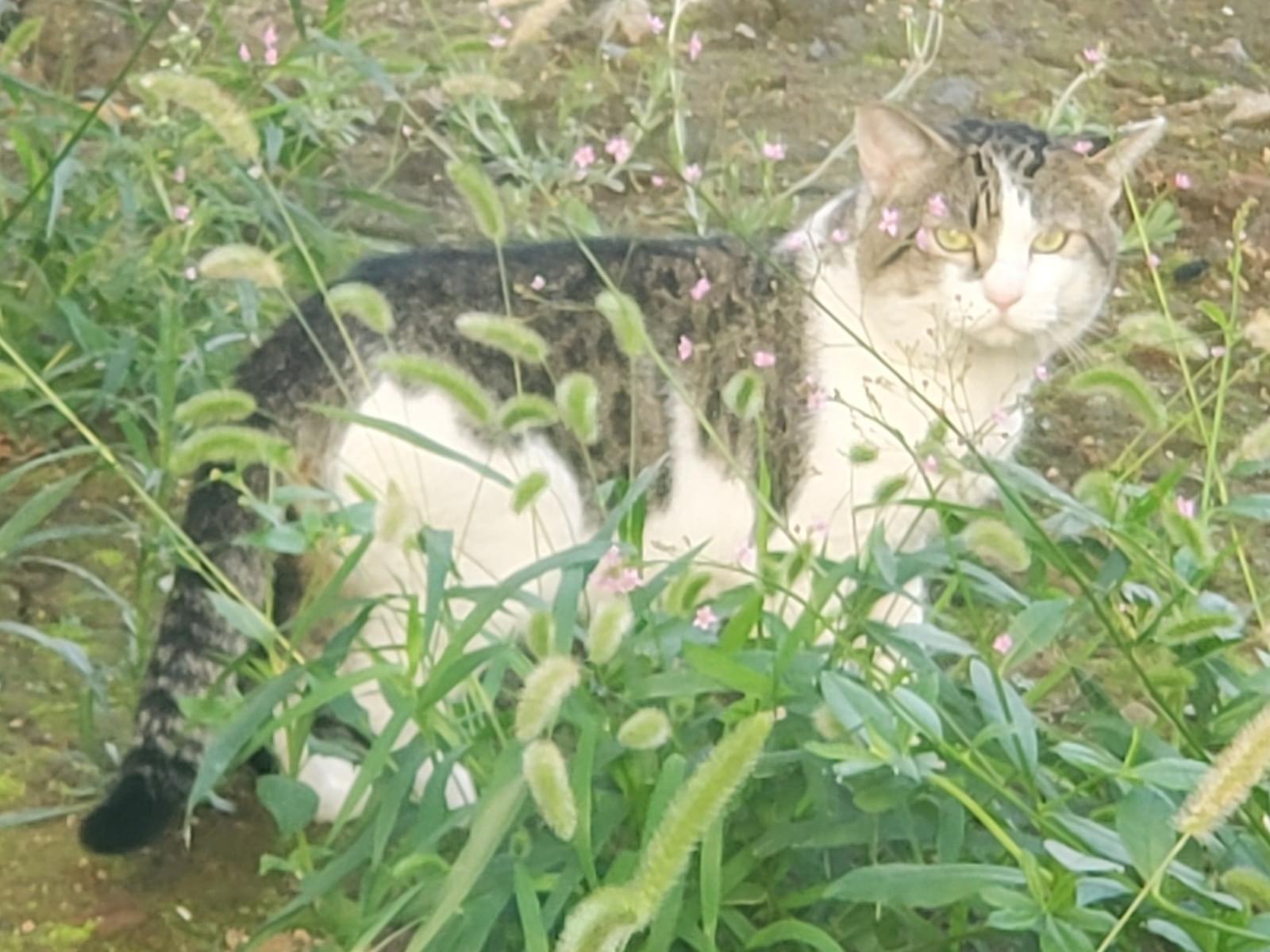 目撃された猫 目撃された猫