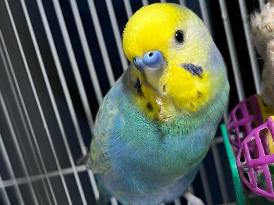 ククちゃん ククちゃん