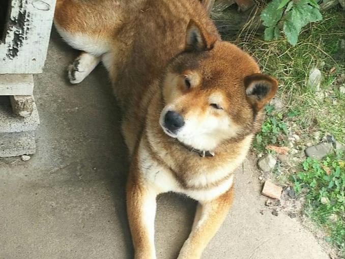 ヤマトちゃん ヤマトちゃん