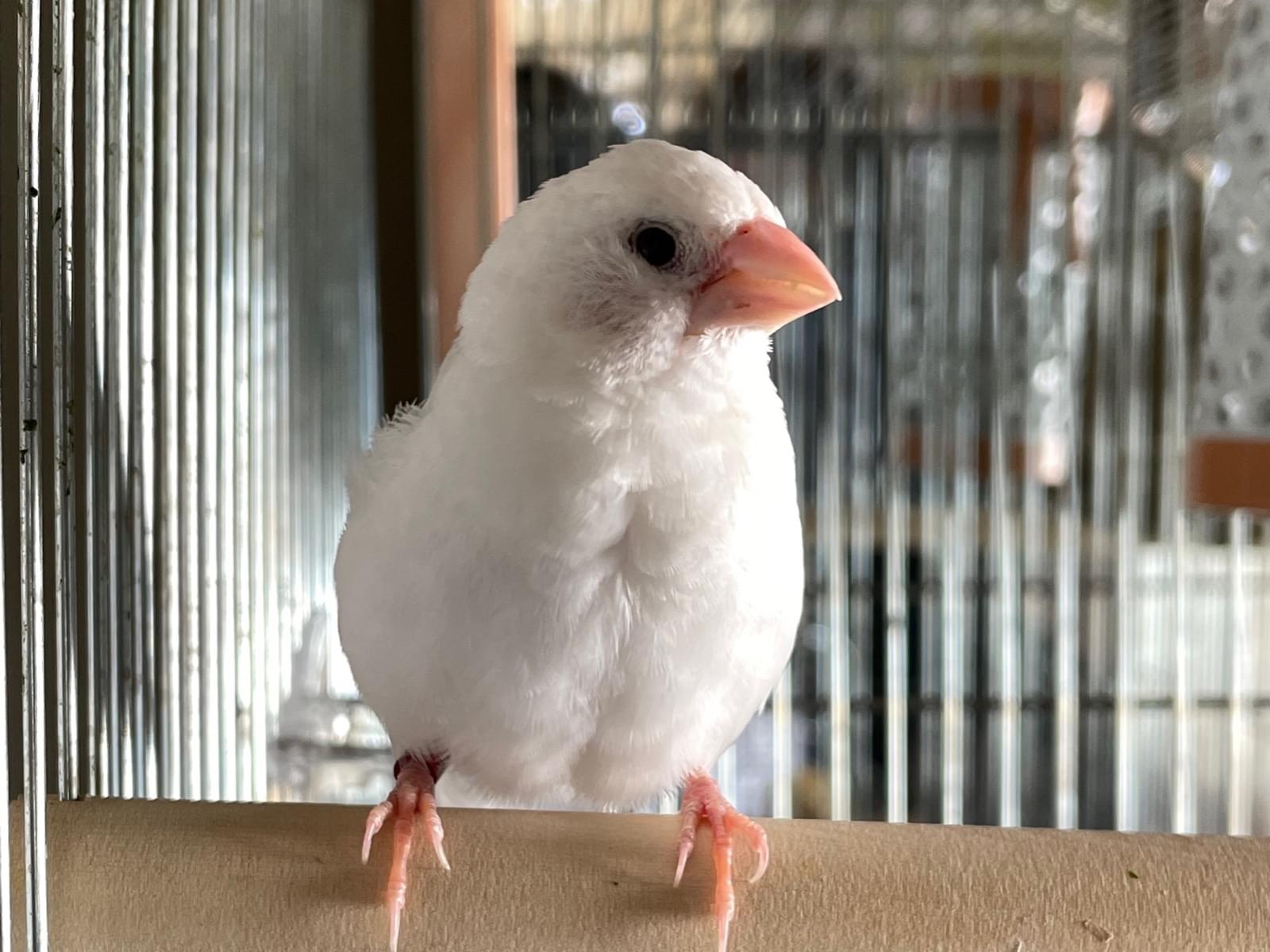 保護された鳥 保護された鳥