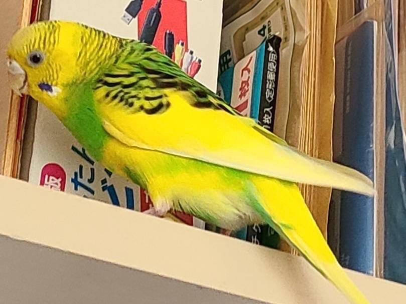コピィちゃん コピィちゃん