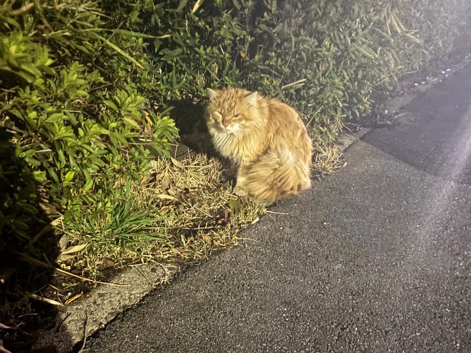 目撃された猫 目撃された猫