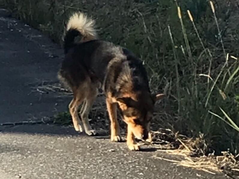 目撃された犬 目撃された犬