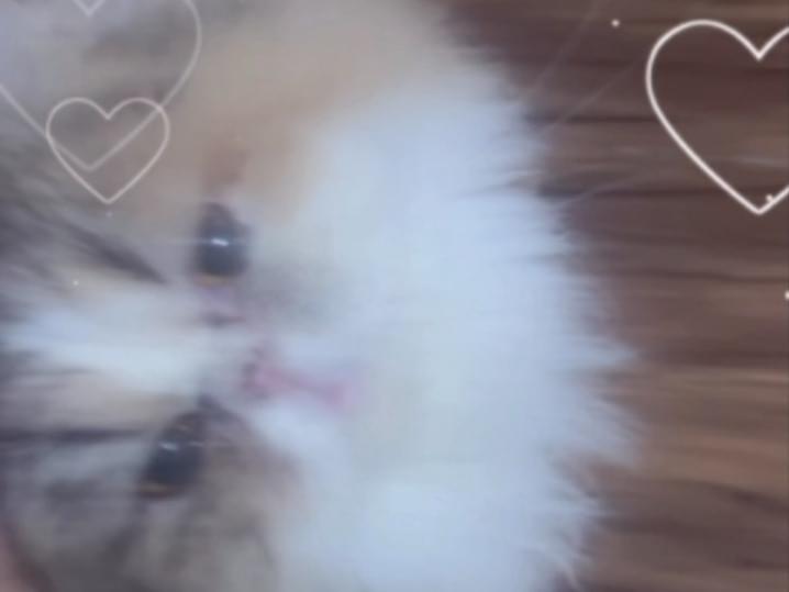 せせりちゃん
