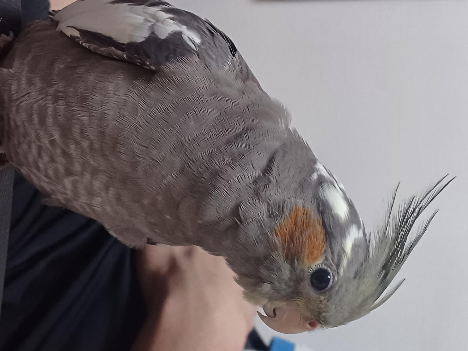 ルリちゃん ルリちゃん
