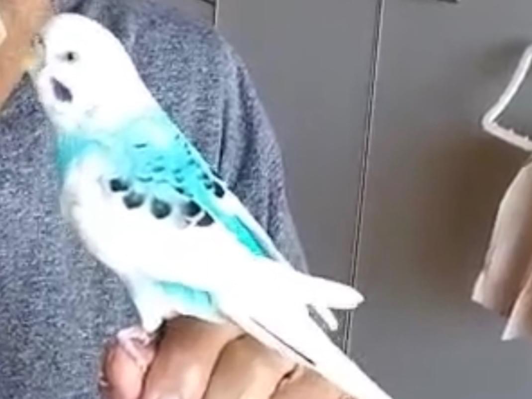 ぴーちゃん ぴーちゃん