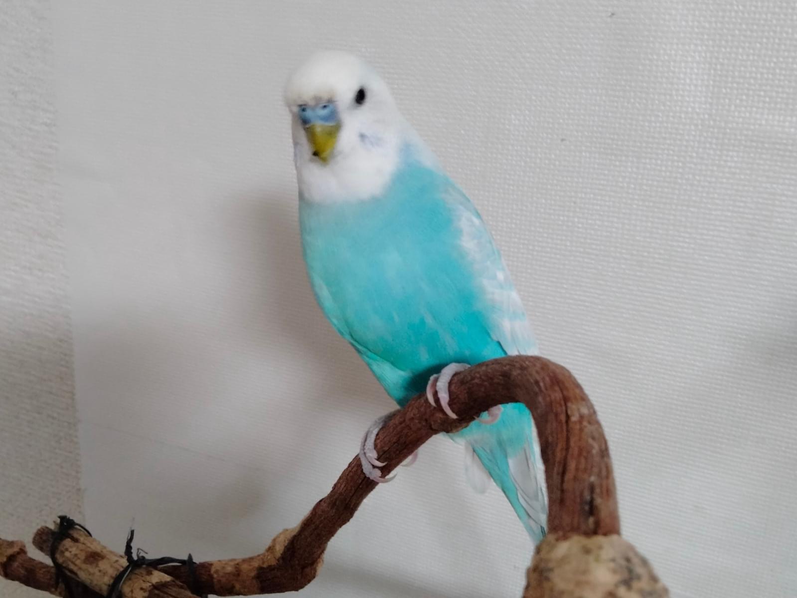 チャッピーちゃん チャッピーちゃん