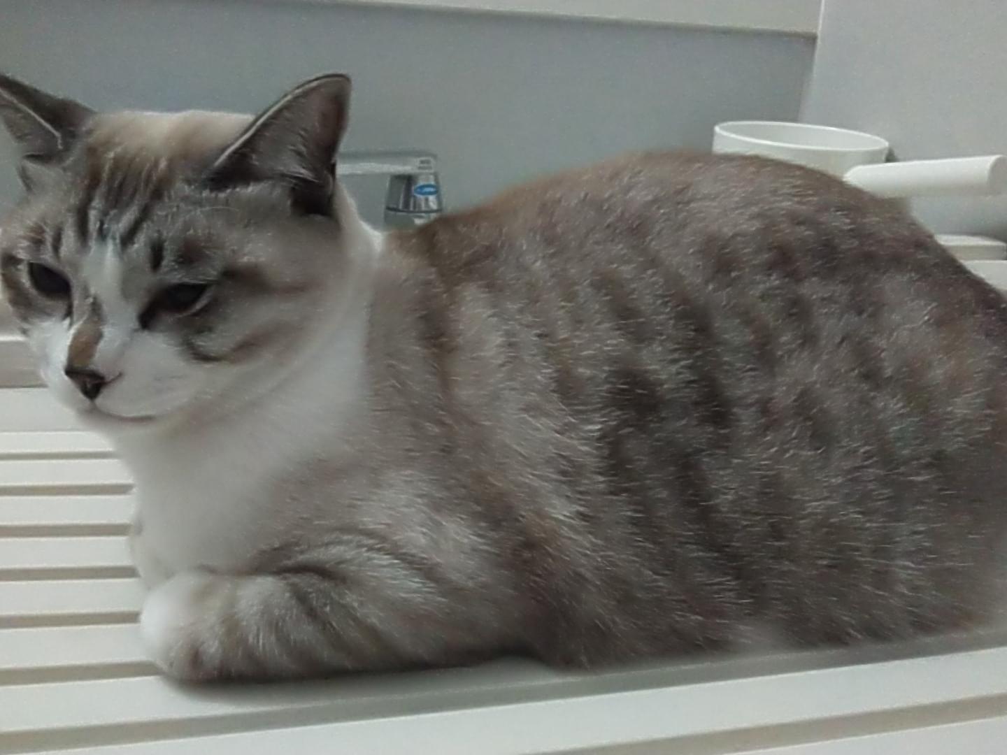 おもちちゃん おもちちゃん
