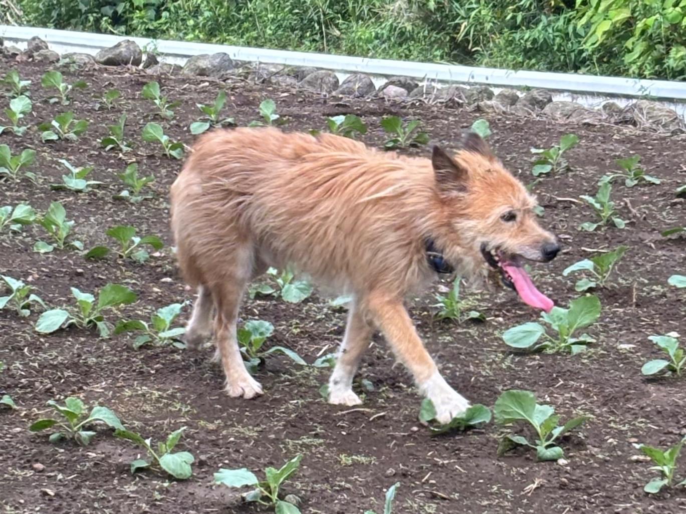 目撃された犬 目撃された犬