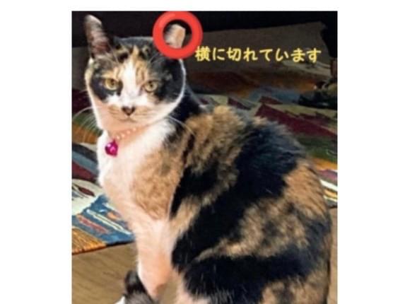 パピーちゃん パピーちゃん