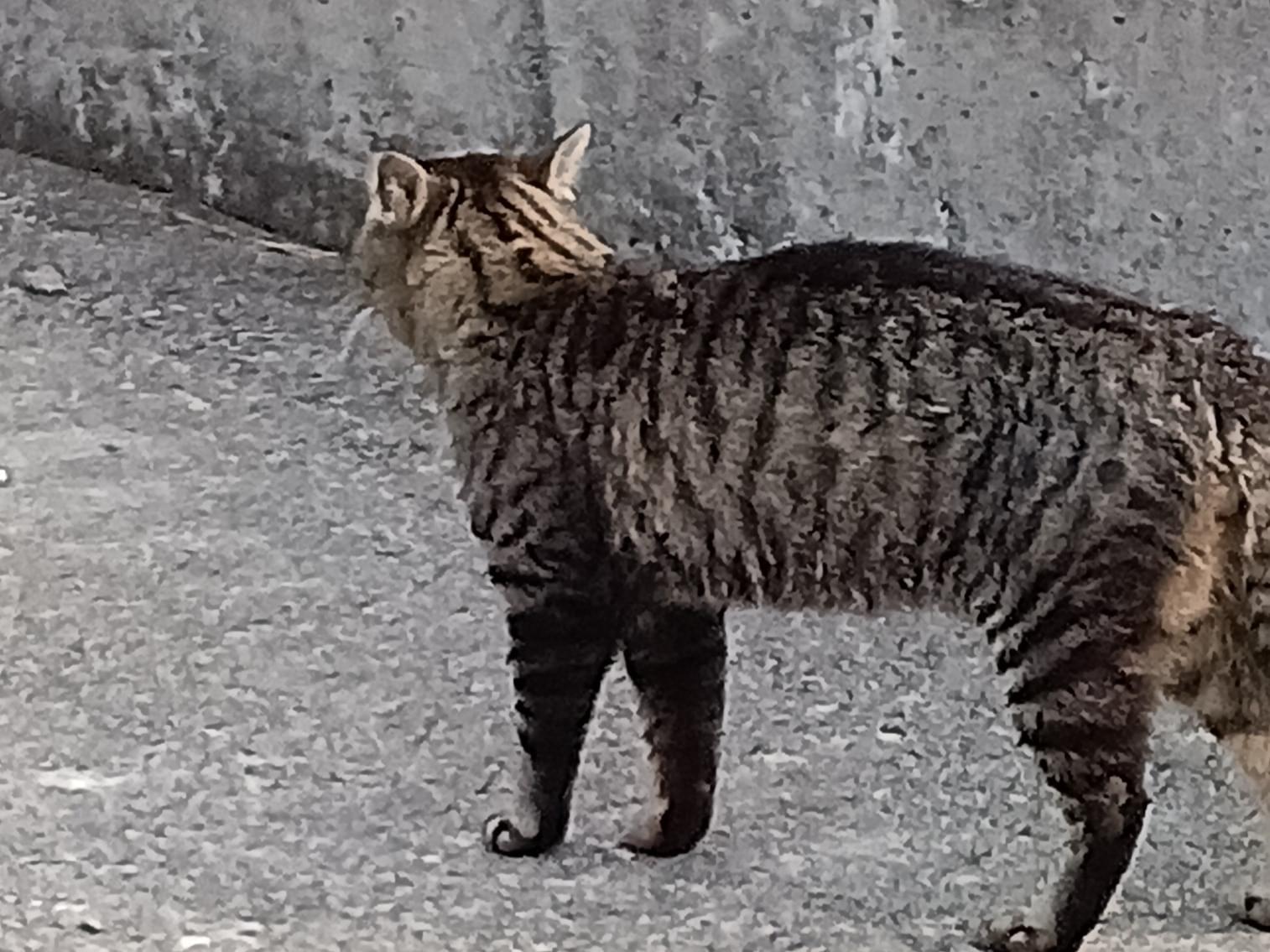 目撃された猫 目撃された猫