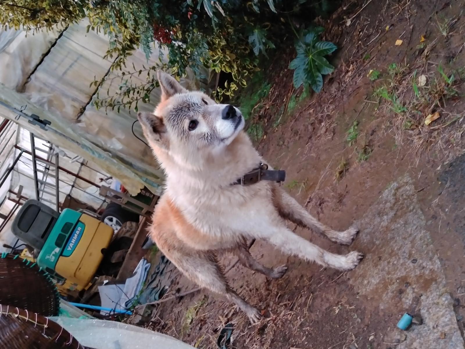保護された犬 保護された犬