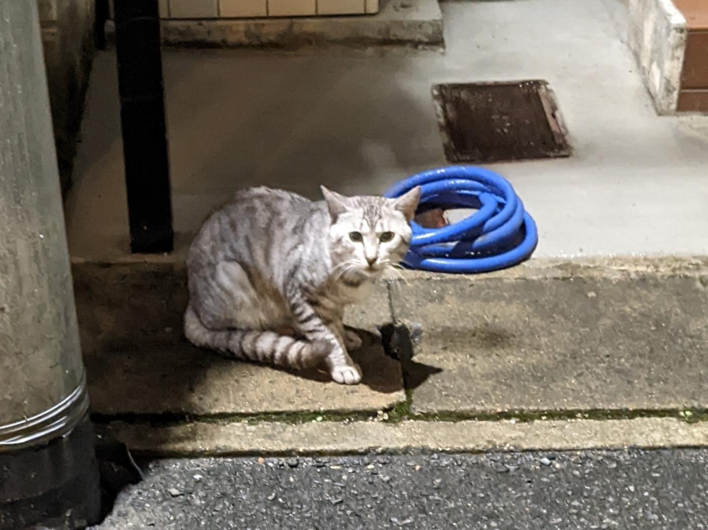 目撃された猫 目撃された猫
