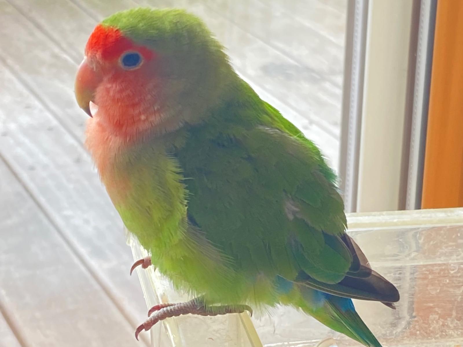 保護された鳥 保護された鳥