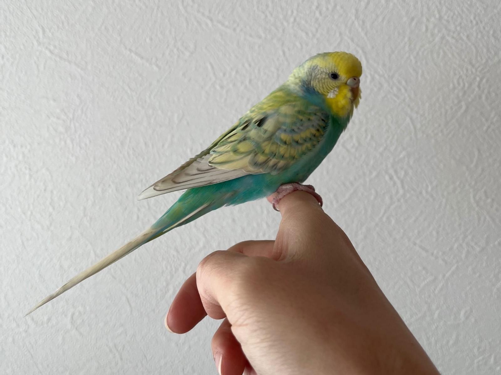 ポポちゃん ポポちゃん