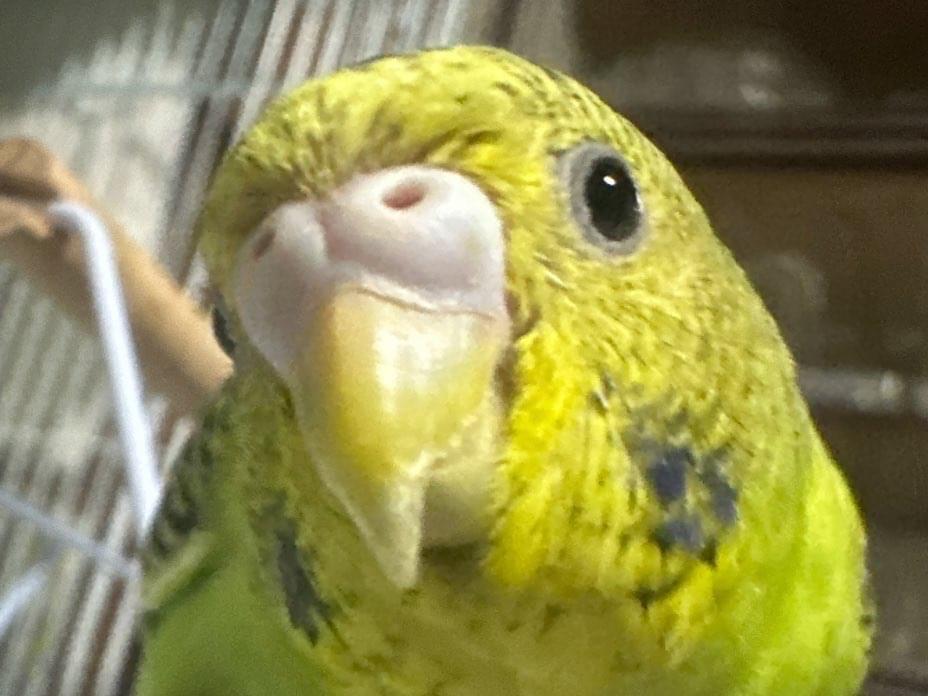 よもぎちゃん よもぎちゃん