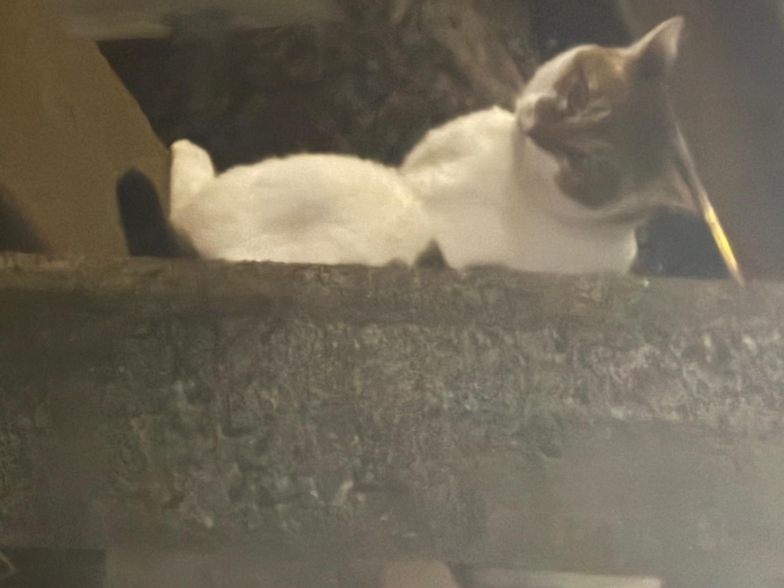 目撃された猫 目撃された猫
