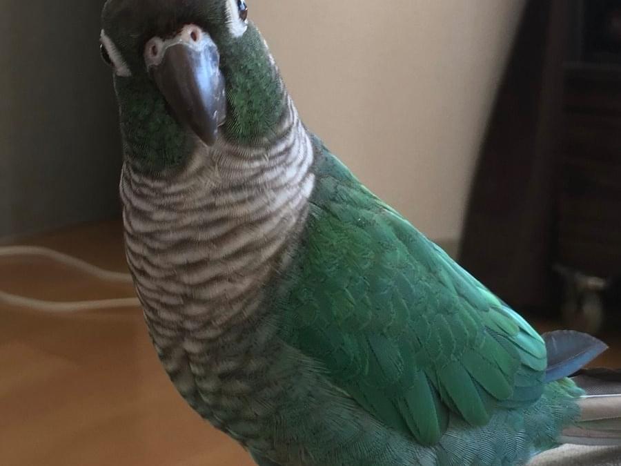 かぼすちゃん かぼすちゃん
