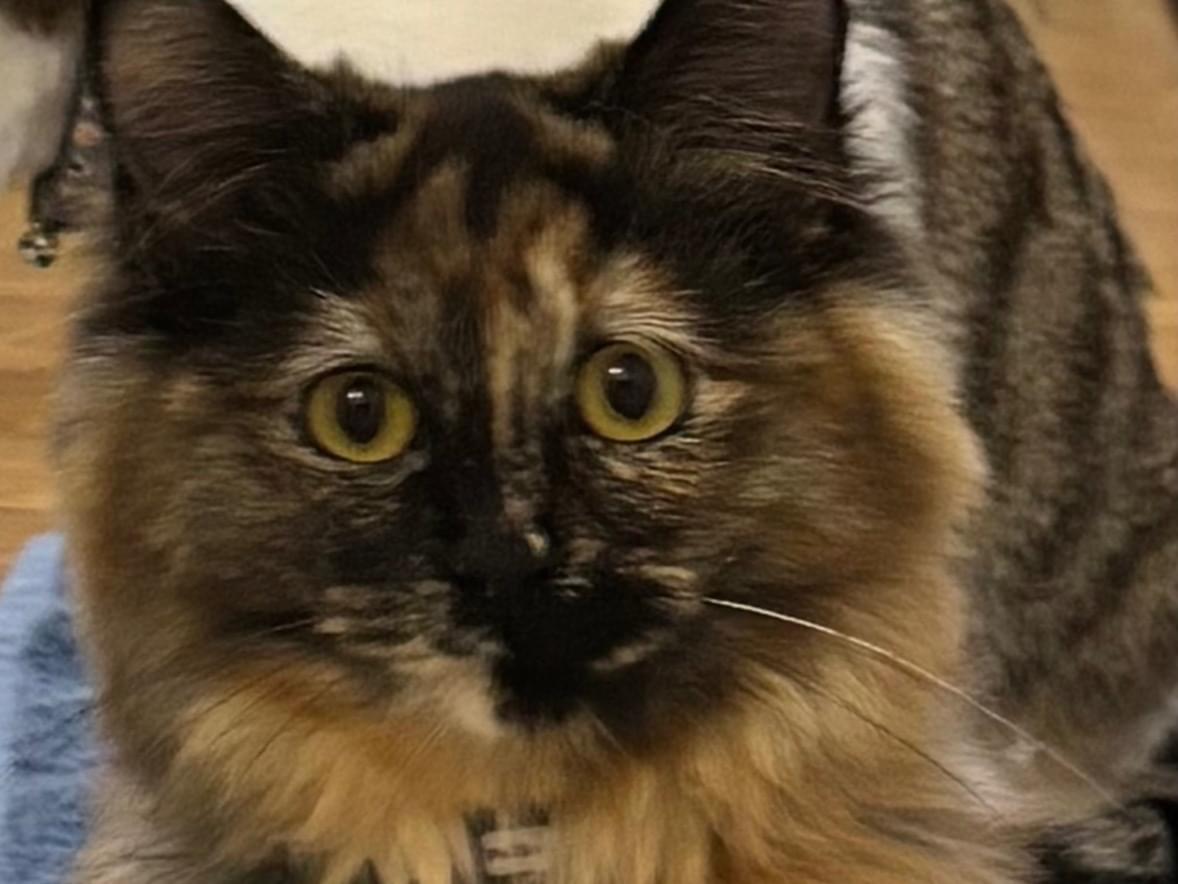 マロンちゃん マロンちゃん