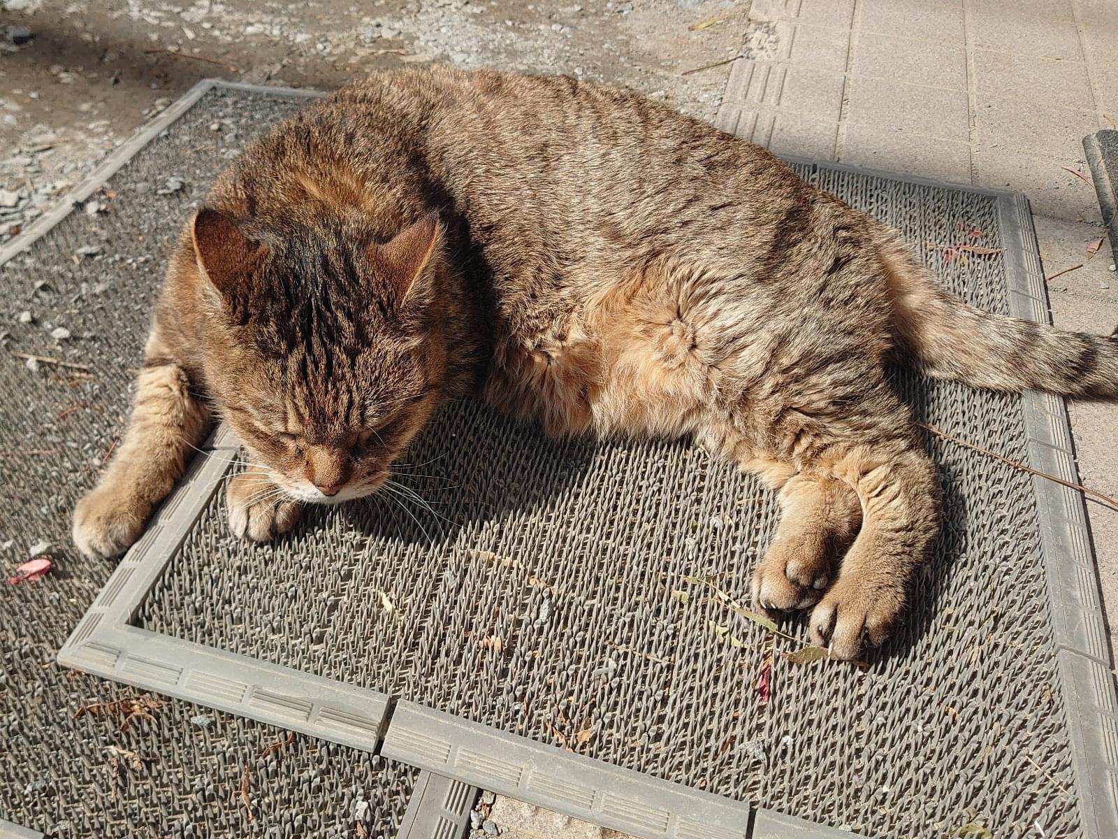 タマちゃん タマちゃん
