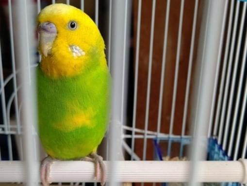 保護された鳥 保護された鳥