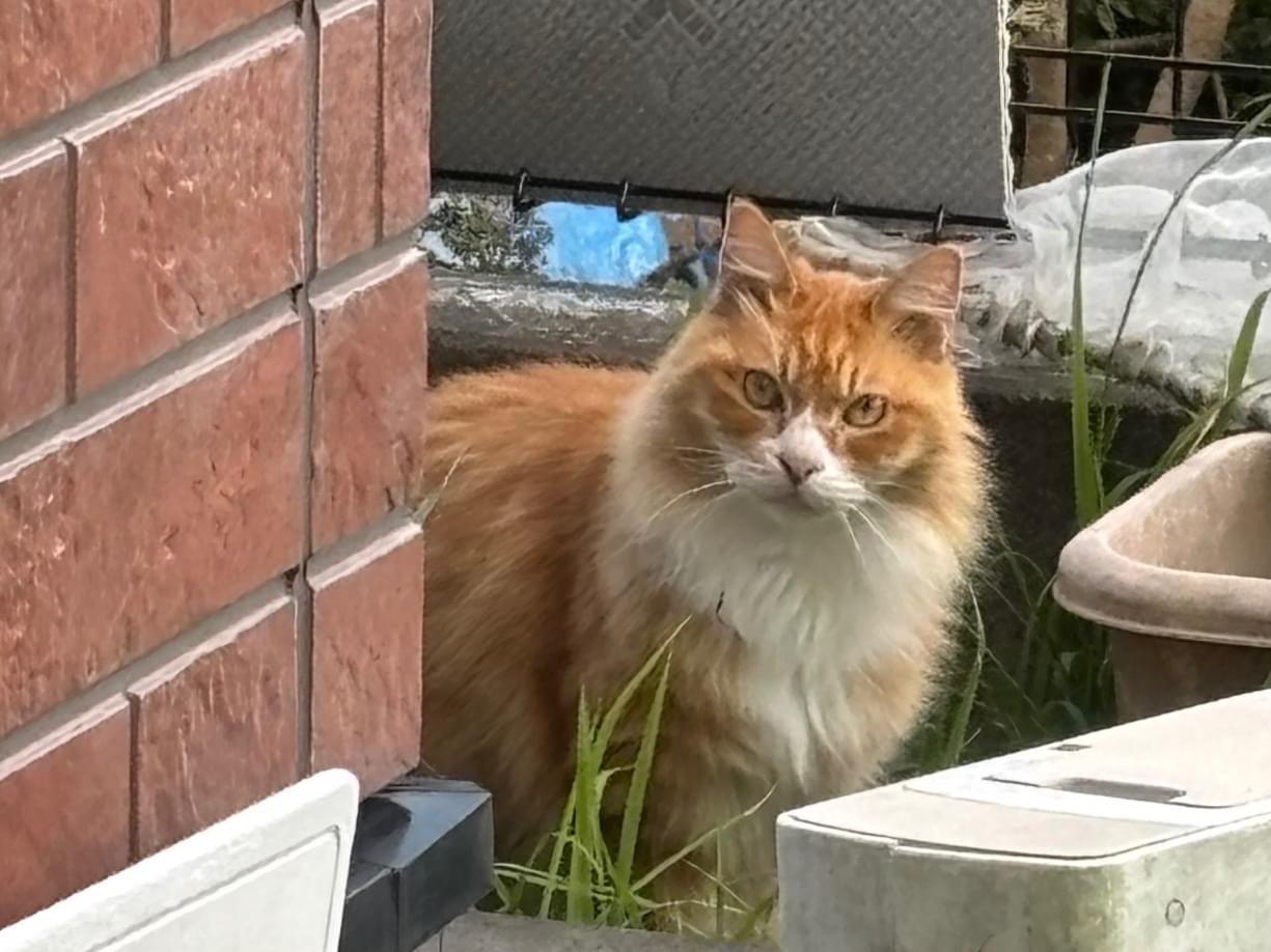 目撃された猫 目撃された猫