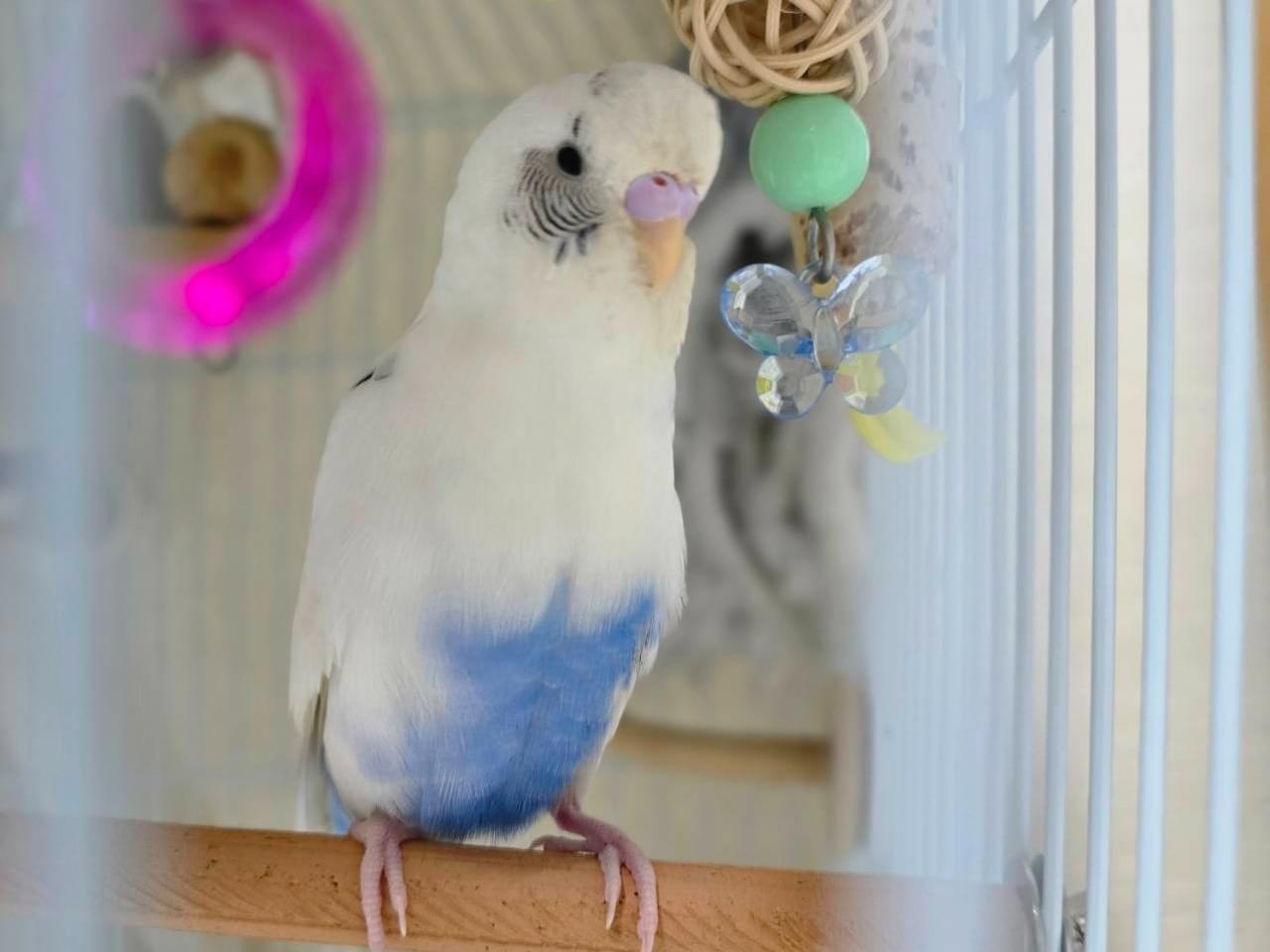 保護された鳥 保護された鳥