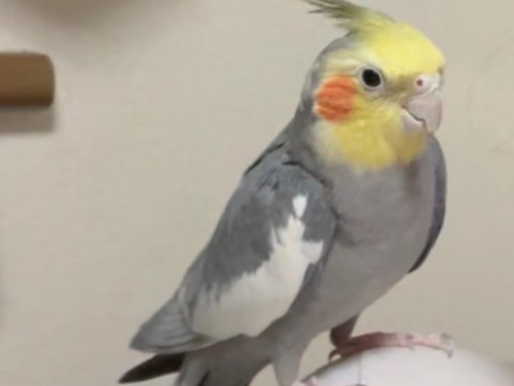 こっちゃん こっちゃん