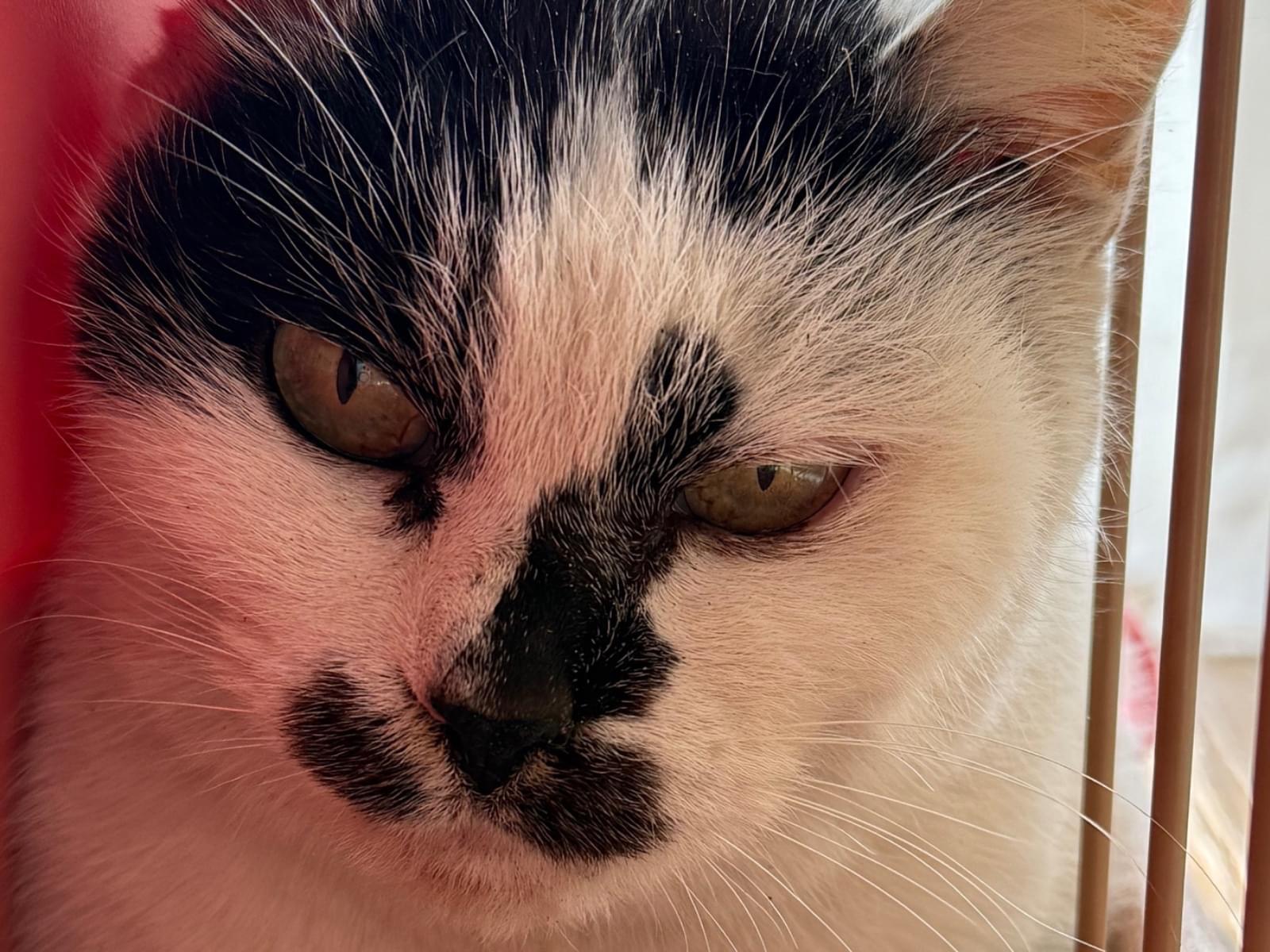 保護された猫 保護された猫