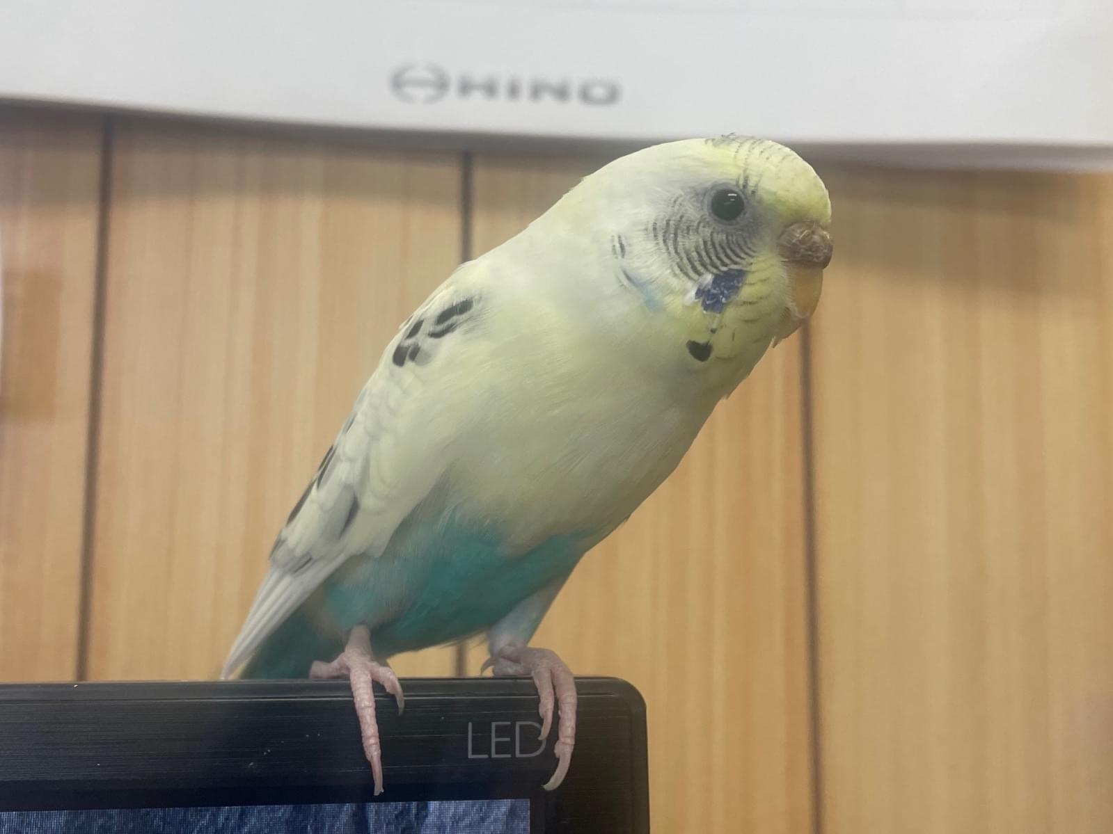 シロタちゃん シロタちゃん