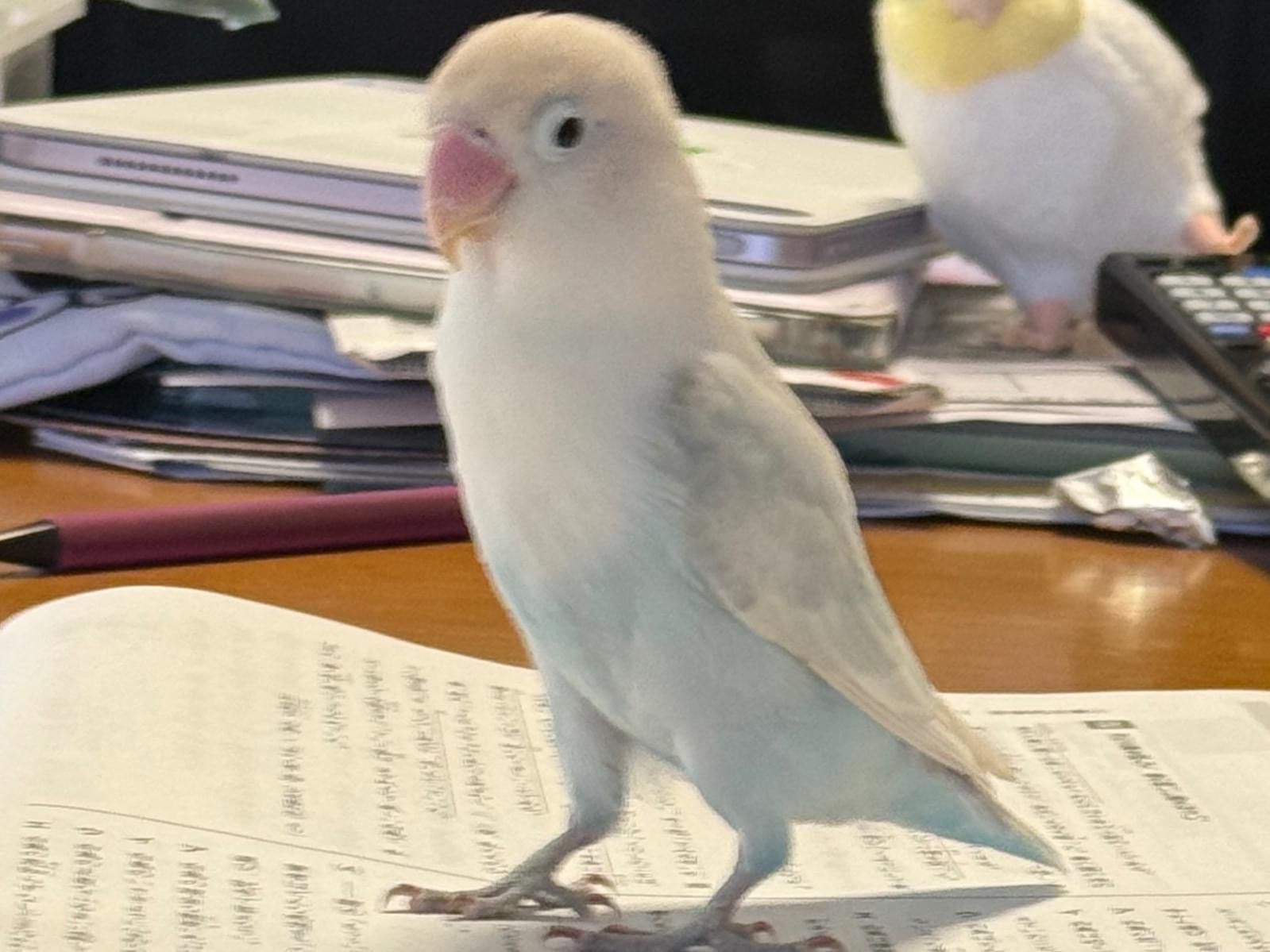 テンちゃん テンちゃん