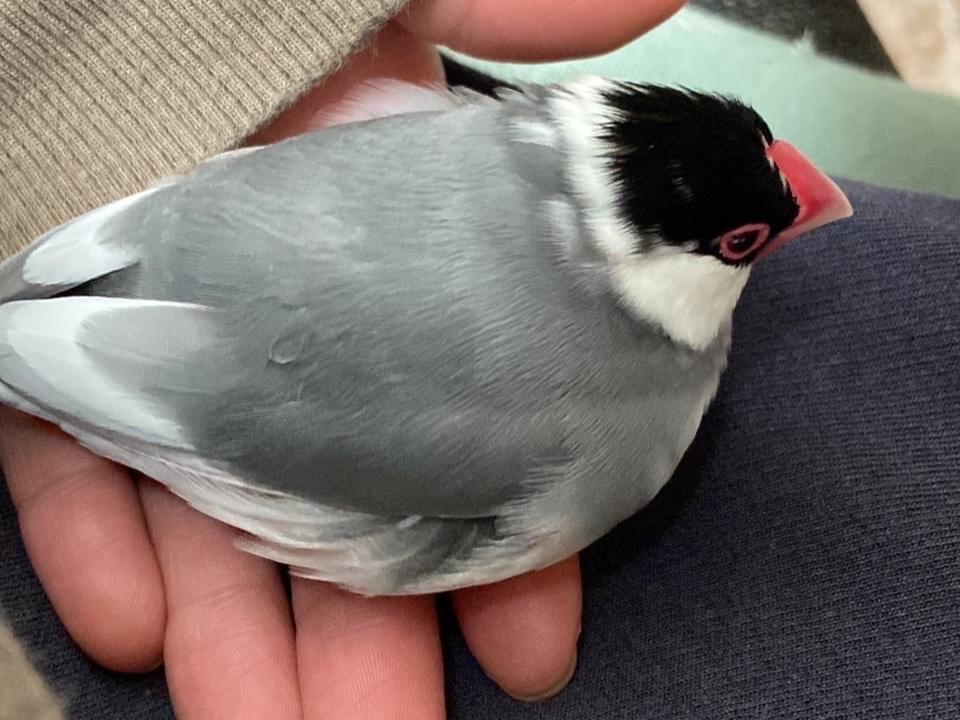 あずきちゃん あずきちゃん