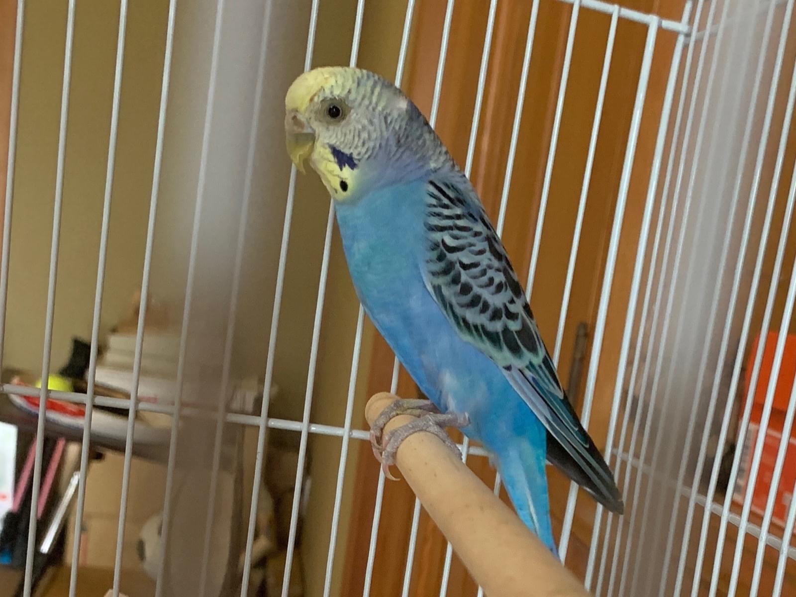 保護された鳥 保護された鳥