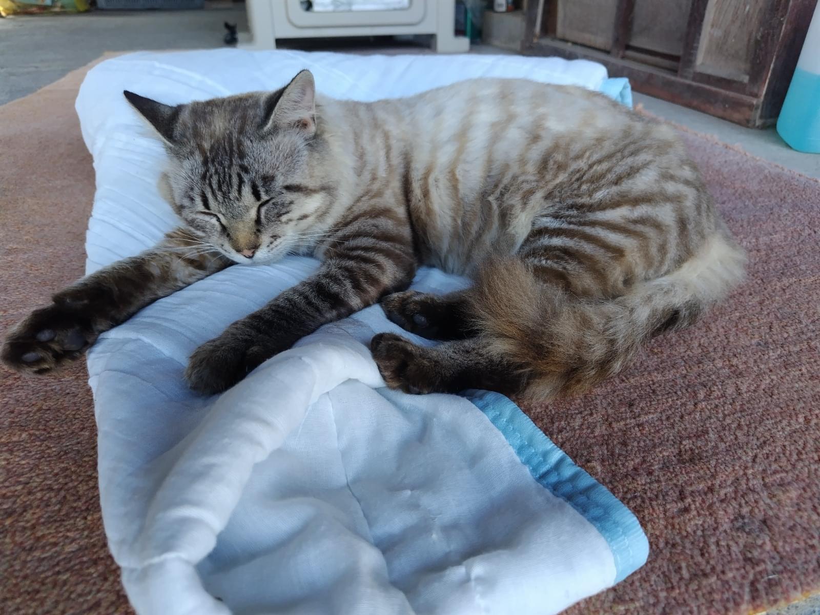 保護された猫 保護された猫