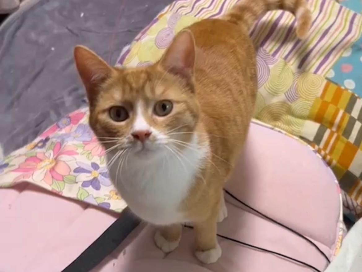 チャチャちゃん
