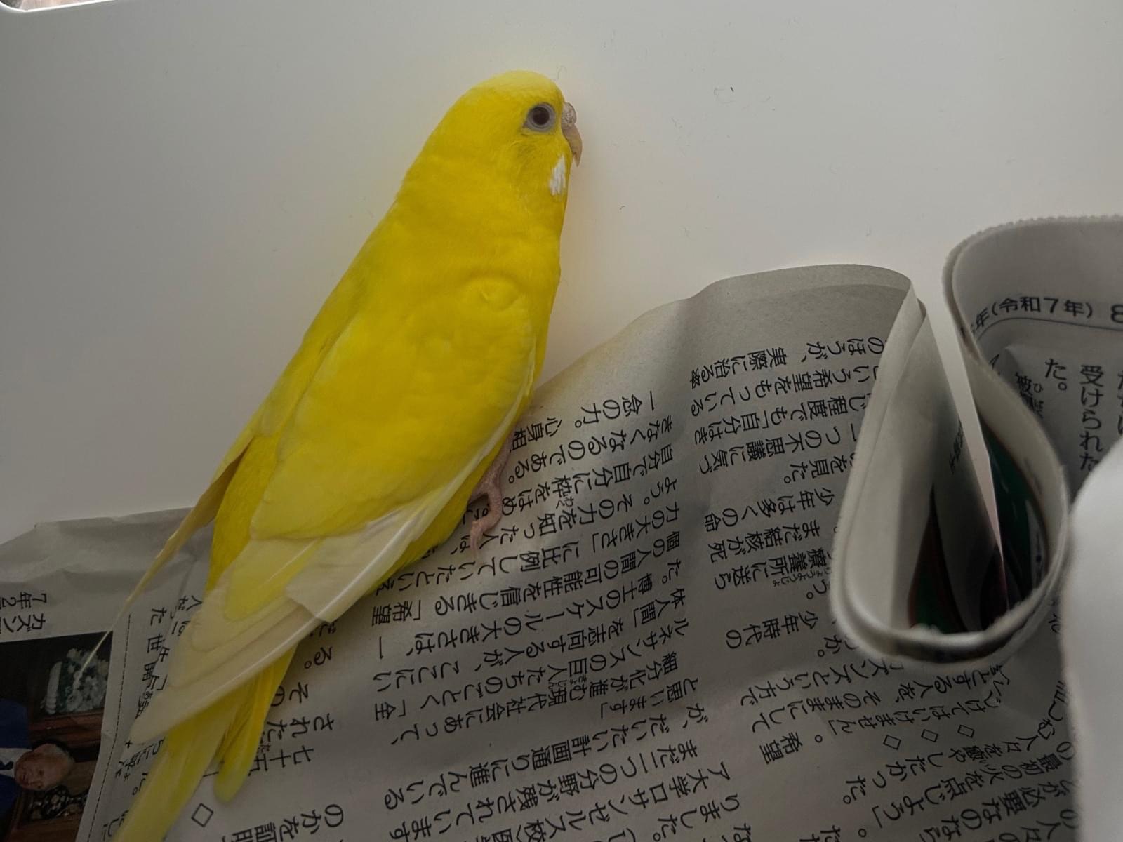 保護された鳥 保護された鳥