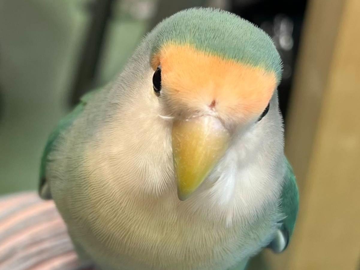 保護された鳥 保護された鳥