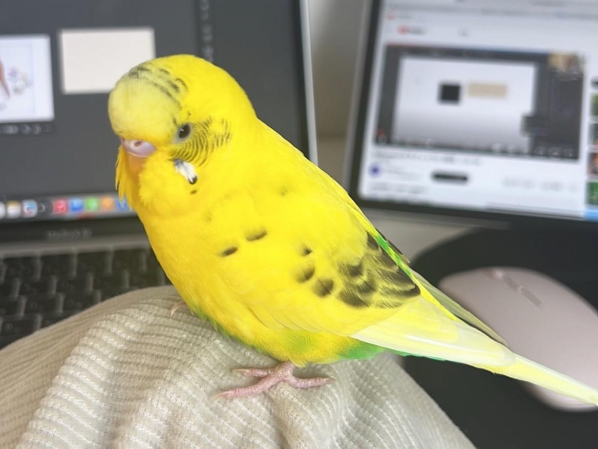ぴーちゃんちゃん ぴーちゃんちゃん