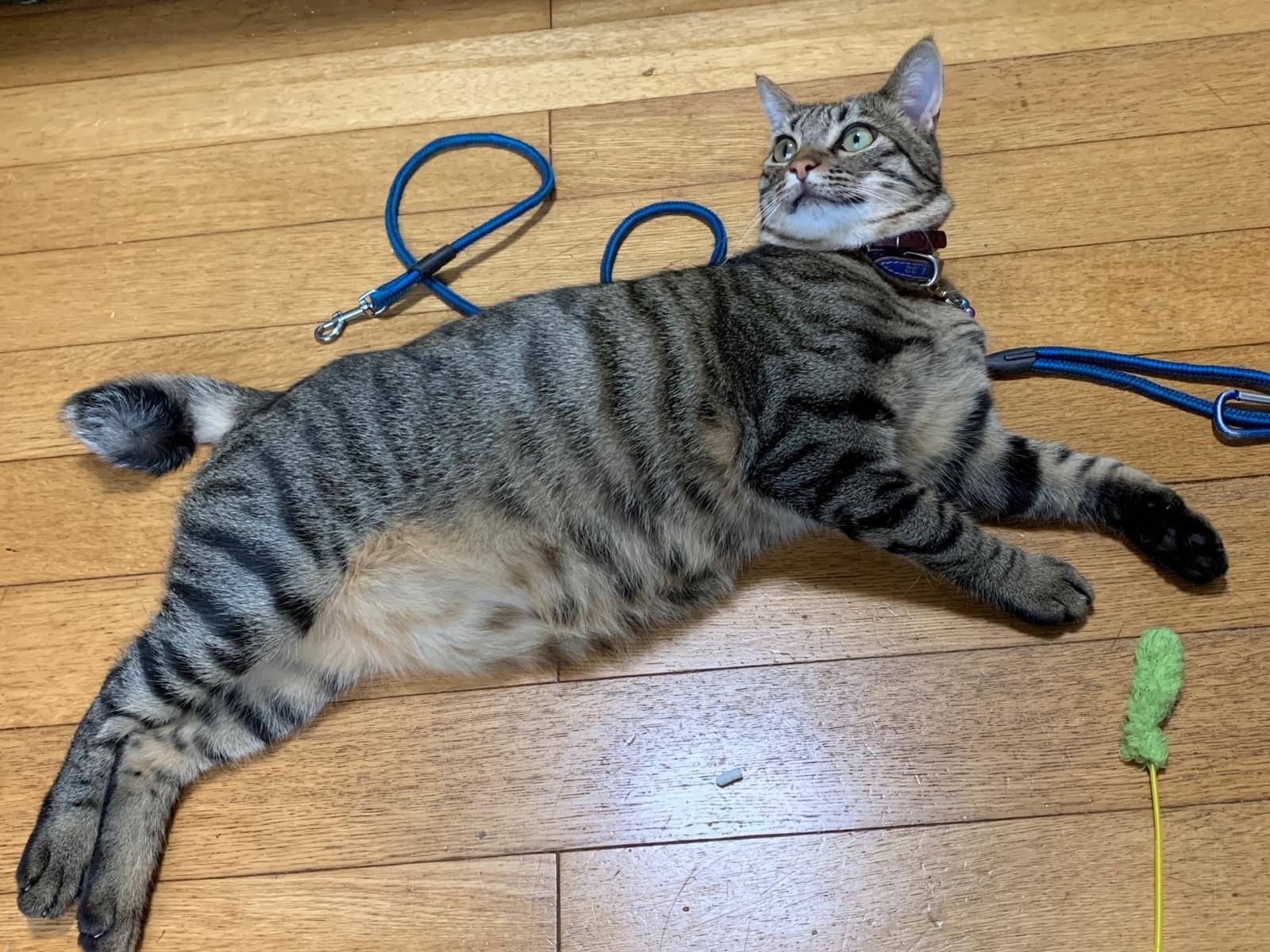 トラちゃん トラちゃん