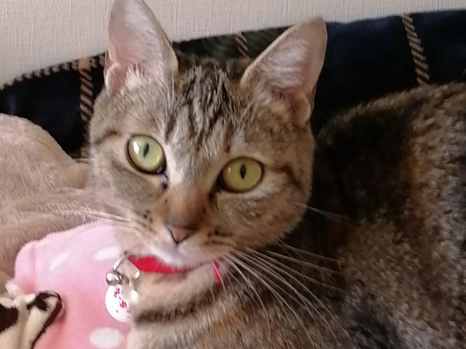 さくらちゃん さくらちゃん